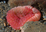 Capnea sanguinea