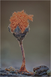 Myxomycete Sporangia sporulating