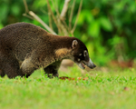 White-nosed Coati close-up, Osa Peninsula, Costa Rica