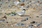 Little Tern