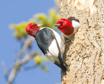 #2--Red-Headed Woodpecker Pair
