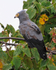 African Harrier-hawk (adult) perched on top of a tree