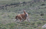 Males guanacos fighting
