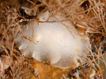 Cadlina laevis