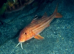 Mullus surmuletus