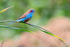 Red-cheeked Cordon-bleu (male) perched on a bending grass stem