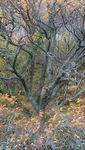 BEECH WOODS - WESTER-ROSS, SCOTLAND