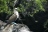 Blue-footed Booby