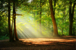 z3282 Autumn Rays Borthwood Copse