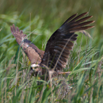 Marsh Harrier (female) about to take off from the reed beds at Otmoor