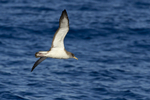 CORY'S SHEARWATER (ref M20)