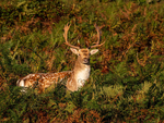 Fallow Deer