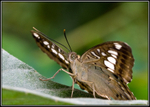 Butterfly 3 (Captive)