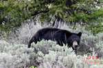 3HPhotography5-19-25_GTNP_161_