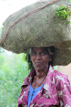 Tea plantation worker, Ella Sri Lanka