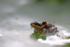 The Common Frog _ 019 , Rana temporaria
