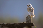 Barn Owl