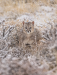 Puma cub in falling snow, Torres Del Paine, Chile