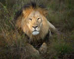 safari-370