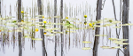 WETLAND REFLECTION - BRUCE PENINSULA