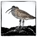 Curlew
