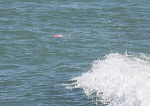 120907 LOBSTER BUOY WT7A1375