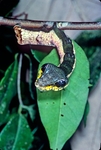 Snake Caterpillar - Amazon, S.A.