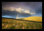 Yorkshire Elements