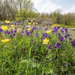 Gargano pansy (Viola heterophylla ssp. graeca)