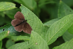Ringlet, Warburg Nature Reserve, Chiltern Hills, Oxfordshire