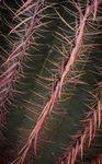 Saguaro