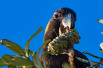 Black Cockatoos portfolio