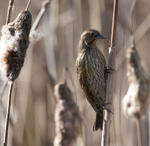 Red-winged Blackbird, female