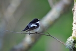 Pied Flycatcher