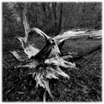 Dead wood