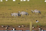 Common Cranes