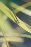 Insects _ AN 025