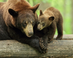 Black Bears (mother & cub), Minnesota, USA
