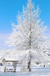 Tall Woodland Tree