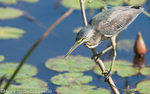 Striated heron