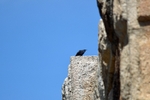 Blue Rock Thrush