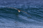Giant Petrel gliding down wave, Sea Lion Island
