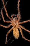 House Spider