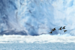 Harlequin Duck portfolio