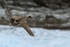 Hawaiian Goose flying, showing tail, Kilauea Point, Kauai