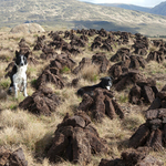 Dogs in a Bog, Connemara, Co.Galway, Ireland