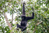 Hoolock Gibbon male