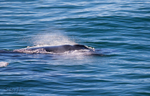 Humpbacks 3