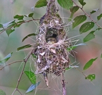 Crimson Backed Sunbird in nest