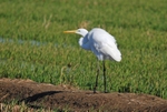 Great White Egret
